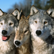 Imagen: Chris Alcock / Shutterstock